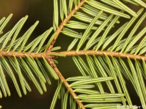 Abies alba - Abete bianco, Abete comune