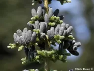 Abies amabilis  