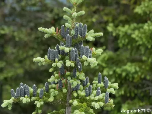 Abies balsamea - Abete balsamico