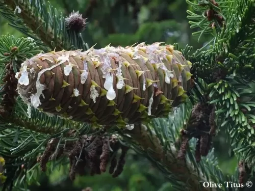 Abies bornmuelleriana - Abete di Bornmüller