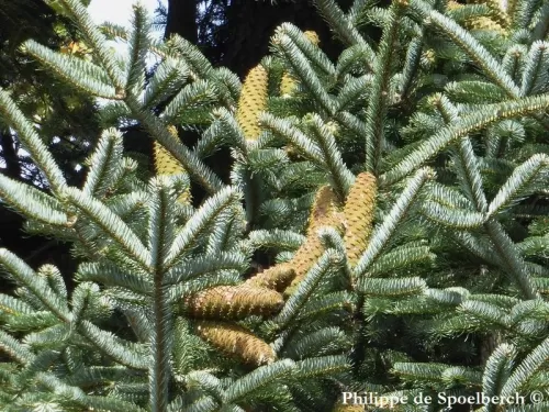 Abies cephalonica - Abete di Cefalonia, Abete greco