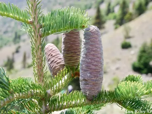 Abies cilicica - Abete della Cilicia