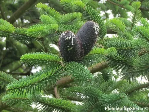 Abies delavayi - Abete di Delavay
