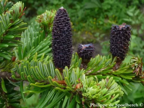 Abies fabri - Abete di Faber