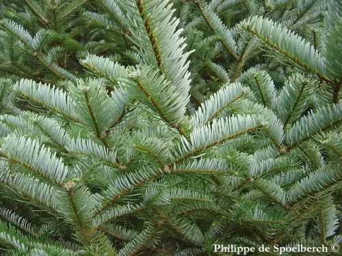 Abies forrestii - Abete di Forrest