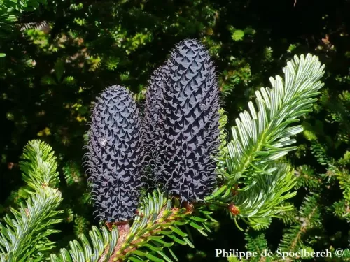 Abies forrestii var. georgei - Abete di George