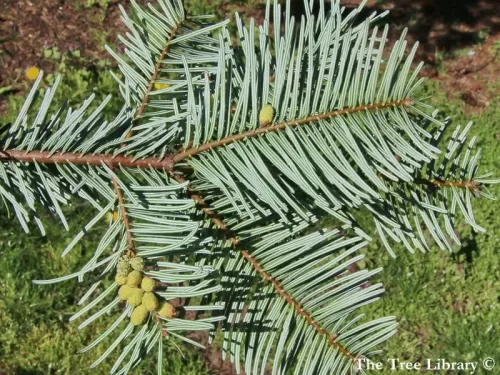 Abies grandis - Abete gigante, Abete bianco americano