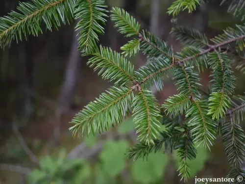 Abies hickelii - Abete di Hickel