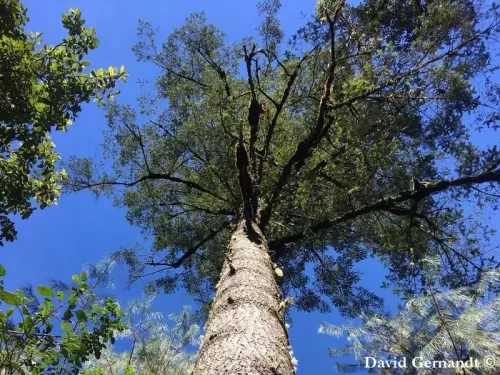 Abies hidalgensis - Abete Hidalgo
