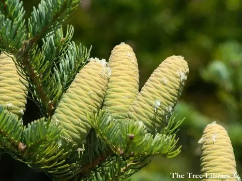 Abies holophylla - Abete della Manciuria