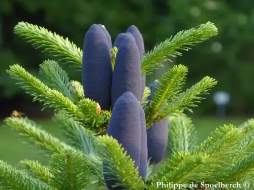 Abies kawakamii - Abete di Taiwan 