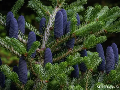 Abies koreana - Abete coreano