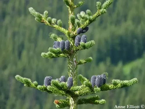 Abies lasiocarpa - Abete delle rocce