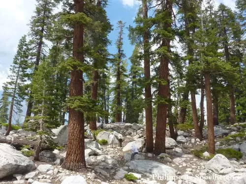 Abies magnifica - Abete magnifico, Abete rosso della California