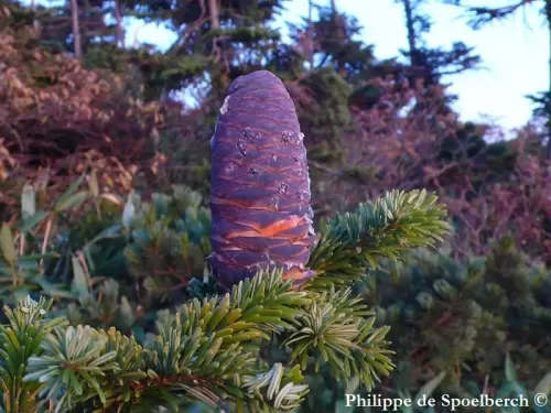 Abies mariesii - Abete di Maries