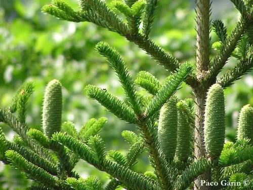 Abies nebrodensis - Abete dei Nèbrodi, Abete delle Madonie, Abete siciliano 