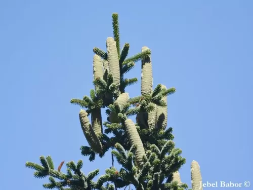Abies numidica - Abete numidico, Abete algerino, Abete d'Algeria