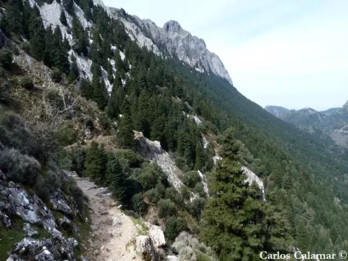 Abies pinsapo - Abete di Spagna
