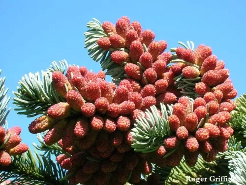 Abies procera - Abete nobile, Abete bianco americano
