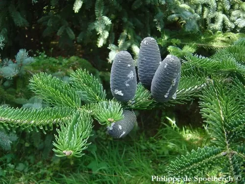 Abies recurvata - Abete Min