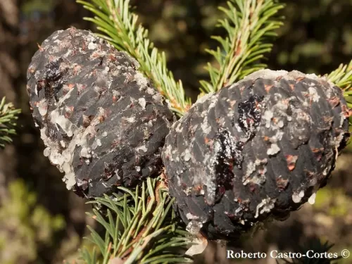 Abies religiosa - Abete sacro, Abete messicano