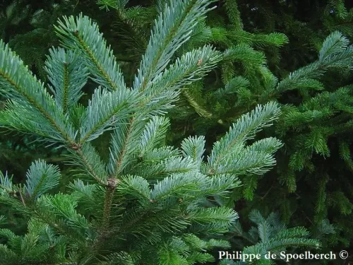 Abies sachalinensis - Abete Sakhalin 