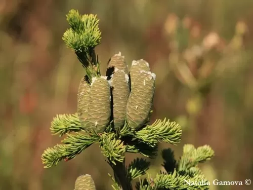 Abies sibirica - Abete siberiano