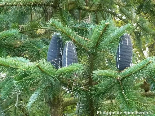 Abies spectabilis - Abete di Webb, Abete himalayano