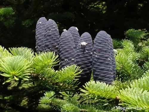Abies veitchii - Abete di Veitch 