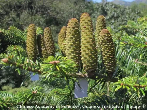 Abies ziyuanensis - Abete Ziyuan
