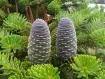 Abies - Abete