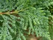Austrocedrus