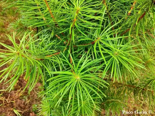 Cathaya argyrophylla - Cathaya