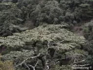 Cedrus libani var. brevifolia