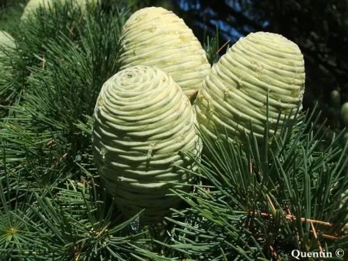 Cedrus deodara - Cedro dell'Himalaya, Cedro deodara