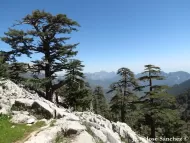 Cedrus libani 