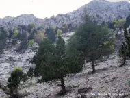 Cedrus libani var. stenocoma 