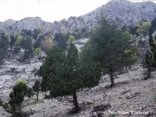 Cedrus libani var. stenocoma - Cedro di Turchia, Cedro dell' Anatolia