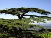 Cedrus - Cedro 