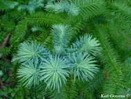 Cunninghamia lanceolata 