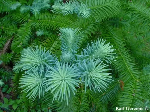 Cunninghamia lanceolata - Abete della Cina