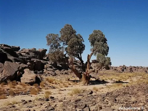 Cupressus dupreziana - Cipresso del Tassili