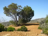 Cupressus guadalupensis var. forbesii