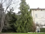 Cupressus funebris