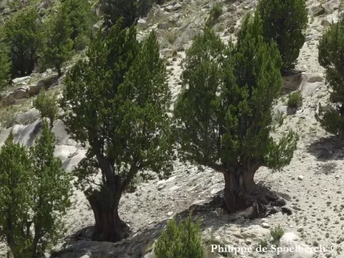 Cupressus gigantea - Cipresso del Tibet