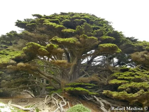 Cupressus macrocarpa - Cipresso di Monterey