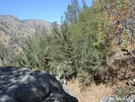 Cupressus arizonica var. nevadensis 