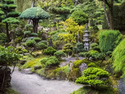 Utilizzi in giardino delle conifere