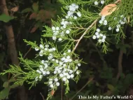 Juniperus ashei