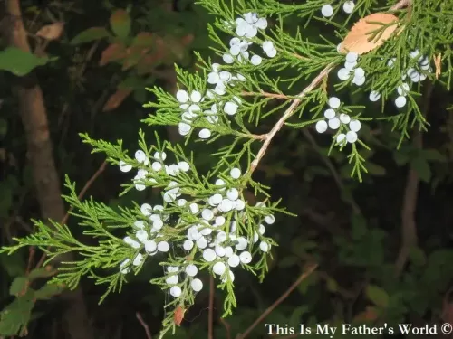Juniperus ashei - Ginepro di Ashe